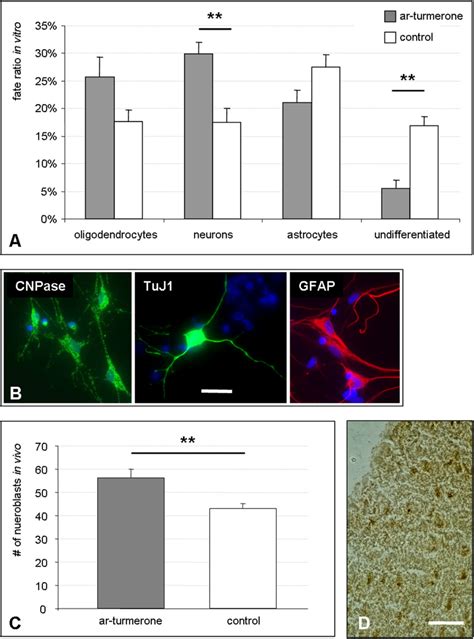 Ar Turmerone Induces Neurogenesis In Vitro And In Vivo A NSCs Were