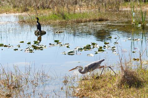 Biking Among Alligators In Shark Valley Everglades National