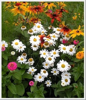 This domain is for use in illustrative examples in documents. Shasta Daisy Bright Side | Deer resistant flowers, Deer ...