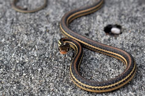 Ribbon Snake Vs Garter Snake Behavior Diet Habitat Fauna Facts