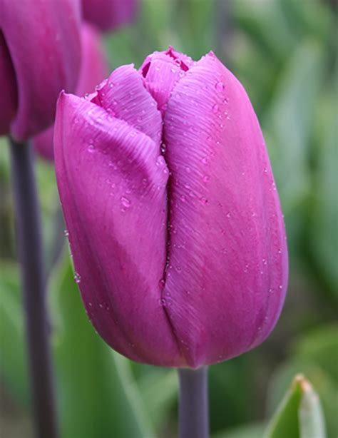 Blue Beauty Triumph Tulip Tulip Bulbs Tulip Bulbs For Sale Bulb Flowers