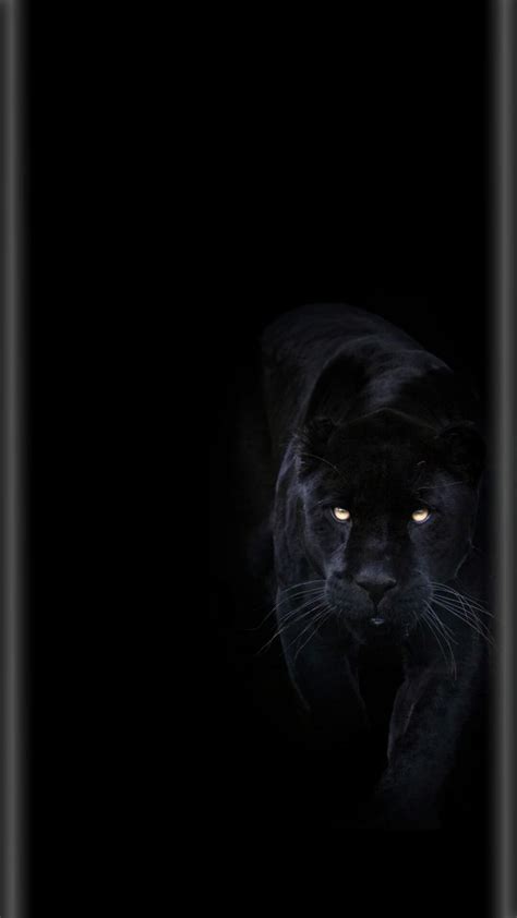 Black Panther Animal Mobile Wallpapers Wallpaper Cave