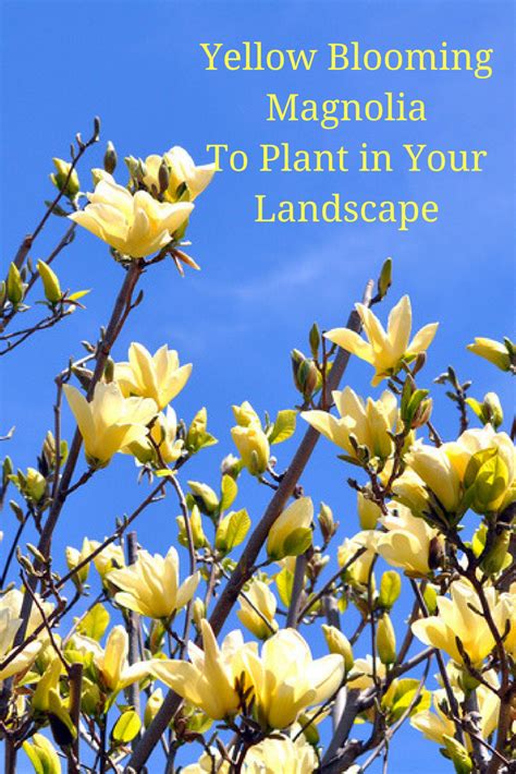 Fruit trees, of course, dominate the spring flower show. See which yellow magnolia trees our experienced ...