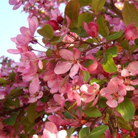 Pink Spires Crabapple Buy Online At Nature Hills Nursery