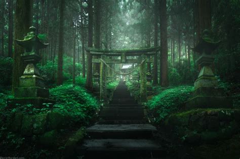 A Set Of Steps Leading Into A Forest Filled With Trees
