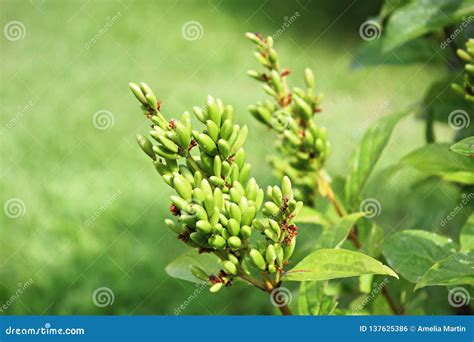 Green Seed Pods On A Lilac Tree Branch Stock Photo Image Of