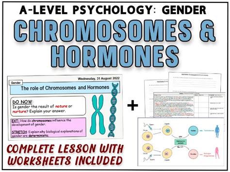 Gender Chromosomes And Hormones Lesson Bundle Includes The Role Of