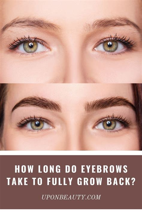 How Long Do Eyebrows Take To Fully Grow Back Up On Beauty Eyebrows Overplucked Eyebrows