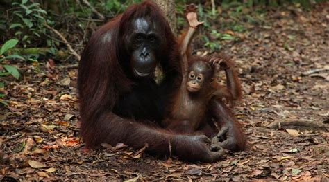 Orangutans Using Slang To Impress Animal Behaviour Facts