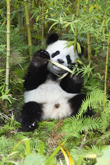 Young Giant Panda Eating Bamboo Stock Photo Offset