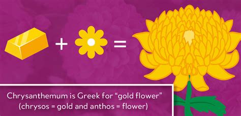 Everything Chrysanthemum Meaning History Care And Gardening Tips