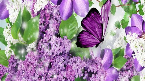 Purple Flowers And Purple Butterfly Wallpaper 1920x1080
