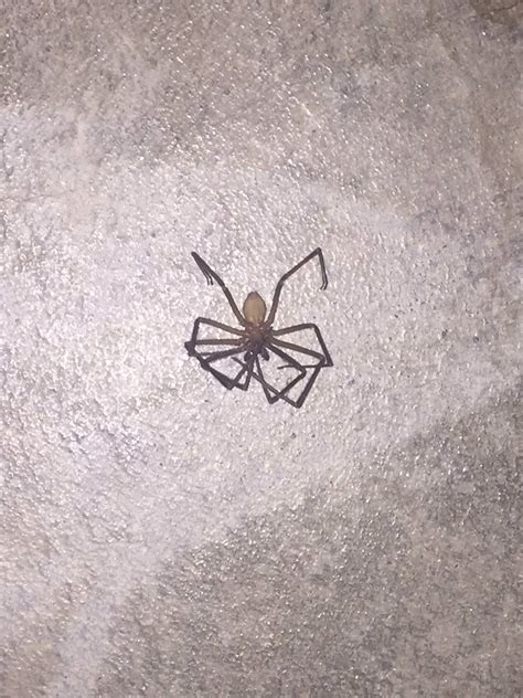 Help Id Possible Brown Recluse Found In House Spiders