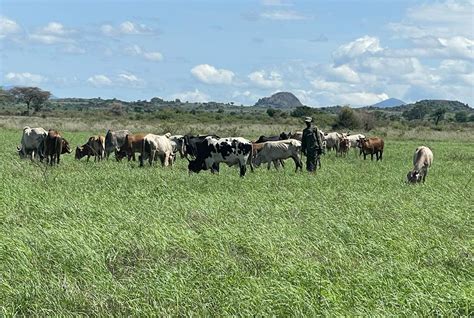 Updf Recover 2 Guns 33 Heads Of Cattle From Karimojong Warriors Monitor