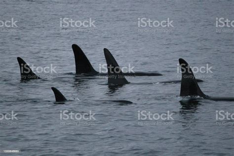 Group Of Orcas Or Killer Whales Orcinus Orca Encountered In A Fjord