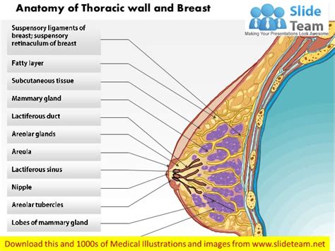 Use the flats of your middle three fingers to compress the breast tissue against the chest wall , as you feel for any. Anatomy of thoracic wall and breast medical images for ...