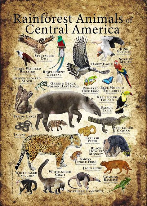 Rainforest Animals Of Central America Poster Print
