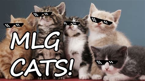 Funny Mlg Cat Compilation Funny Cats Mlg Edit Youtube