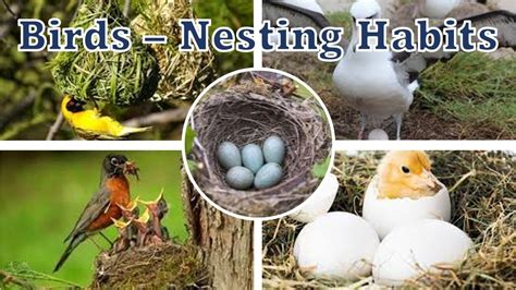 Birds Nesting Habits Youtube