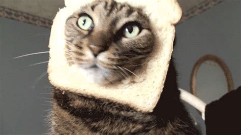 Bread Cat  Abyss