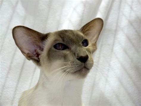 36 Top Photos Blue Point Siamese Cat Breeders Siamese Cat Adult Blue