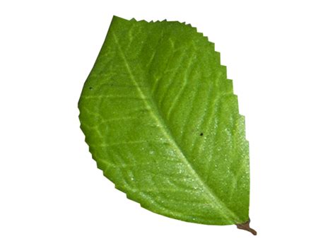 Leaf Png Transparent Image