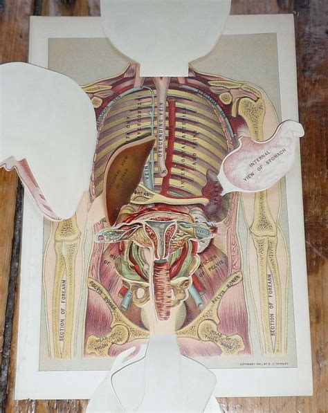 1901 Human Anatomy Original Antique Medical Organs Print Etsy