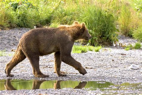Free Picture Grizzly Bear Cub Walking Brown Bear