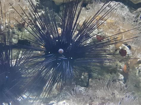 Long Spined Sea Urchin Zoochat