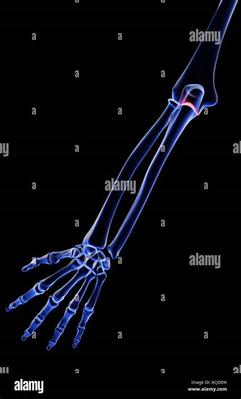 Forearm Bones High Resolution Stock Photography And Images Alamy