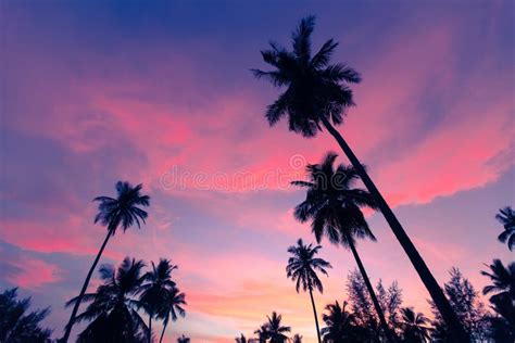 Coconut Palms Sharply Silhouetted Against Tropical Sunset In Thailand