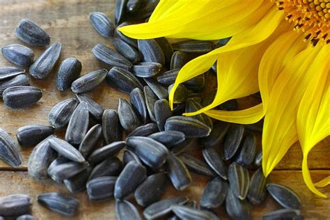 Sunflower Seeds Wallpapers High Quality Download Free