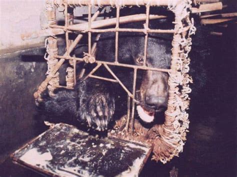 Globalteer Five Things About Bear Bile Farms Uk Charity