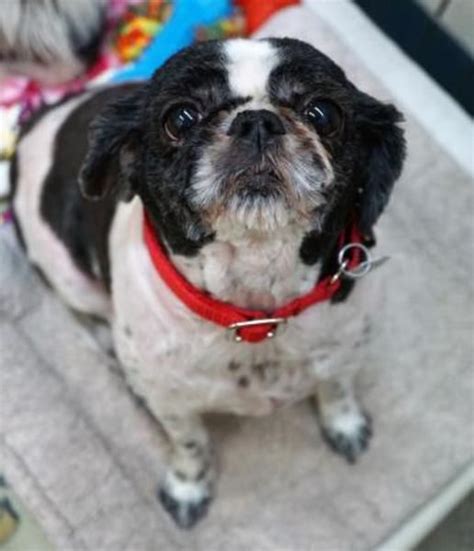 I'm a small breeder, 1 to 4 litters a yr & our babies are raised in our home not in cages. Shih+Tzu+Dog+For+Adoption+In+Woodinville | Dog adoption, Shih tzu rescue, Shih tzu dog