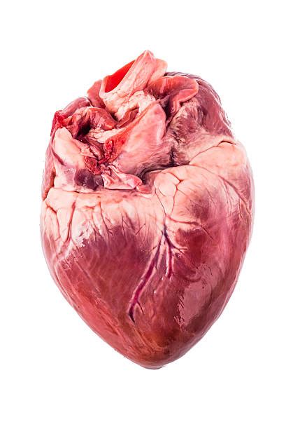 Pig Heart Stock Photos Pictures And Royalty Free Images Istock