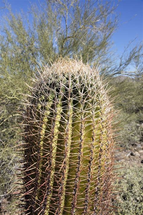 Barrel Cactus Stock Image Image Of Southwestern Nevada 68553833