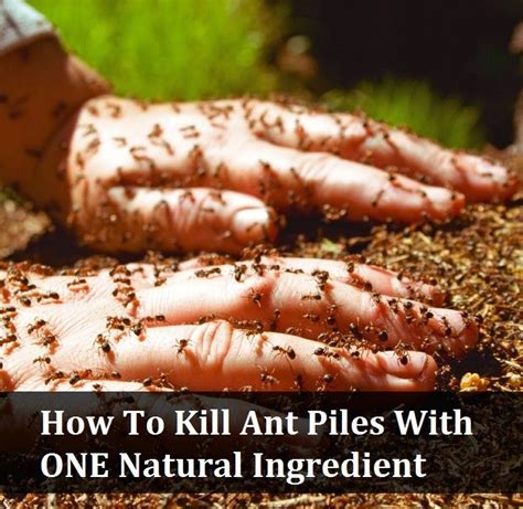 Homemade solutions for ant control. Pin on Garden Tips & Ideas