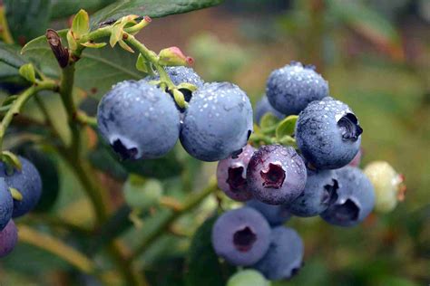 Blueberry Kisses 1 X Plant Only Plantnet Australia