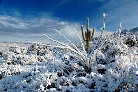 Saguaro Winter Saguaro National Monument East Tucson Az Flickr