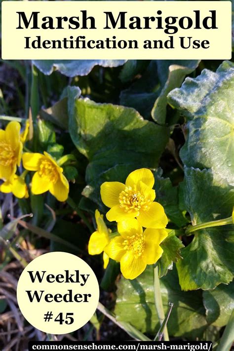 Marsh Marigold Caltha Palustris Identification And Use Marsh