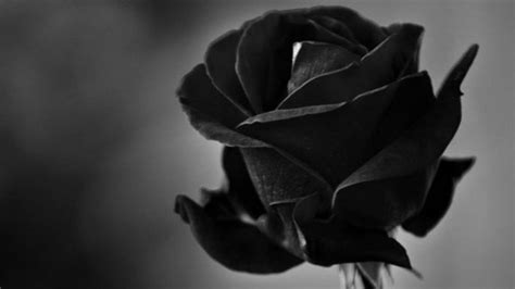 Free Download Black Roses Wallpapers Black Roses Full Hd Quality