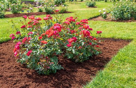 Activity Of The Week Plant A Rose Cultivation Street