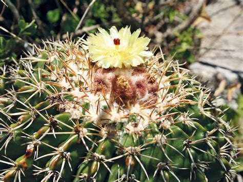 Care and cultivation of trichocereus werdermannianus. Časopis Kaktusy