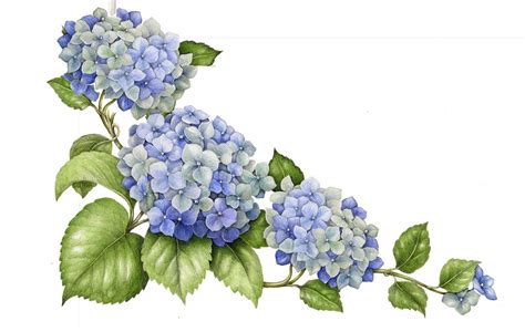 Hydrangea Flower Painting Flower Drawing Botanical Illustration