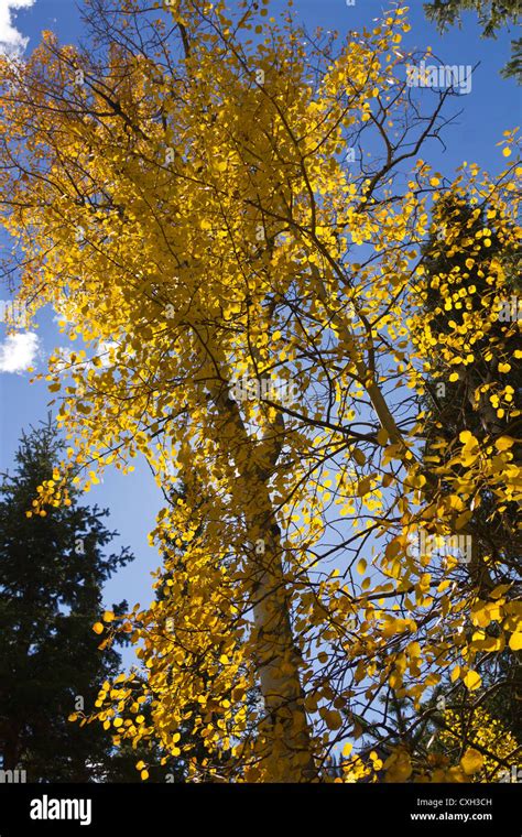 Sunlight Through Colorful Golden Fall Aspen Leaves Stock Photo Alamy
