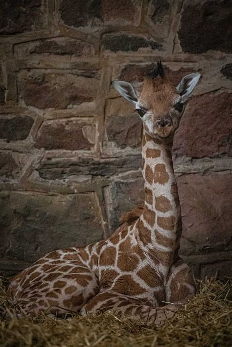 Rare Baby Giraffe Born At Chester Zoo 38 Discover Animals