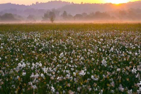 Amazing Sunset Over The Field Of Beautiful Wild Daffodils Stock Photo