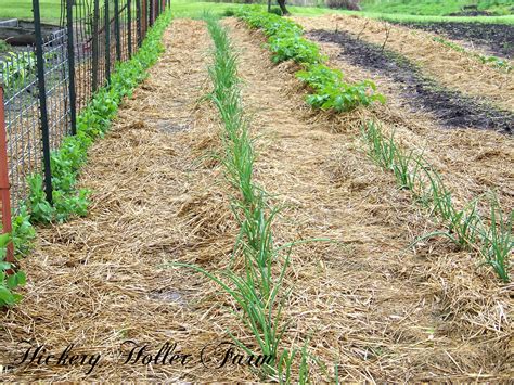 When putting your garden to bed in the fall, a critical aspect of no and low till gardening is to cut your plants at the soil line rather than pulling them out by the roots. Hickery Holler Farm: Going to No Till