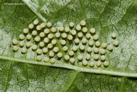 Eggs Of Tawny Coster Butterfly Laid In Bunch