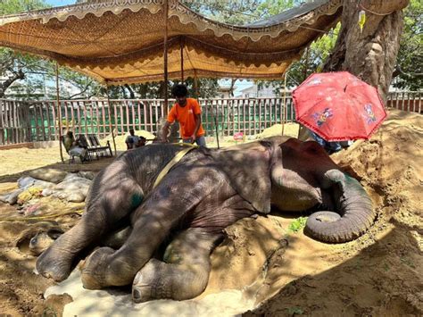 Pakistan Zoo Elephant Dies Before Being Rescued — Species Unite